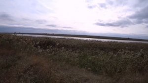 Чуть ствол не разорвало!!! Охота на Кубани! Охота с Курцхаарами по фазану.