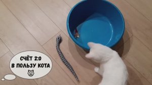 Бой века - кот😺 VS робозмея🐍