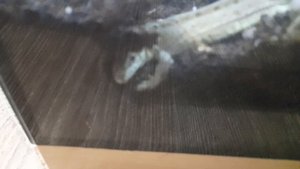 ящерица 🦎 в обновлённом терариуме