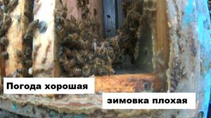 Хорошая погода в сентябре предвещает плохую зимовку пчёл.