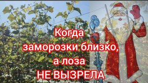 Укрытие не вызревшей лозы от первых заморозков.