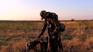 Трейлер канала - Курцхаары из коробки