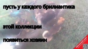 моя коллекция
