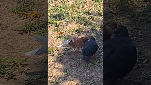 Она добилась своего.Секс голубей