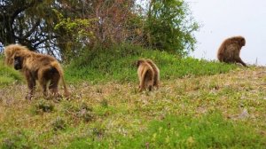 Красочная жизнь животных