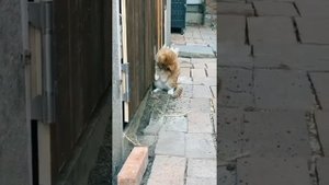 😻Подборка милых животных 🐈🤣👍
#питомцы #котяра #рыжийкот #кот #кошка #котики #котята #кошечки