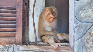 Amazingly... MOKA Smart Monkey feels enjoyable to get out throw the window after sleeping well