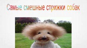 Самые странные и смешные прически и стрижки собак