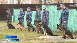 Соревнования УФСИН России по Курганской области среди кинологов