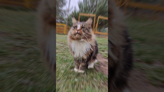 Первый снег