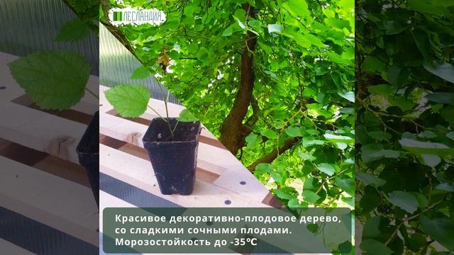 Шелковица белая Медовая, Семена
