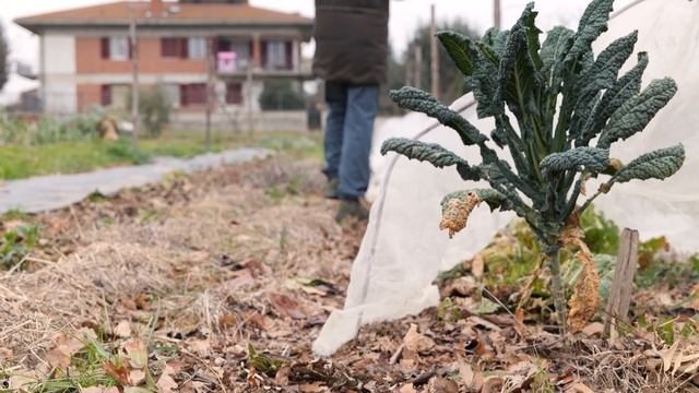 La PERMACULTURA, che cos'è? come si applica? insieme a @boscodiogigia смотреть онлайн