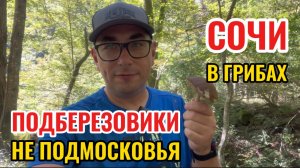 Грибы в горах Сочи. Два ведра подберезовиков, лисички и опята. Прогулка к водопаду по осенним горам.