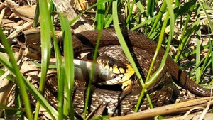 ✅Нападение ужа на окуня