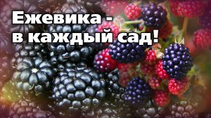 Несколько способов размножения ежевики. Очень простые даже для начинающих