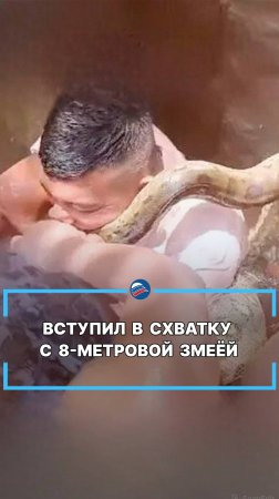 Вступил в схватку с 8-метровой змеёй #shorts