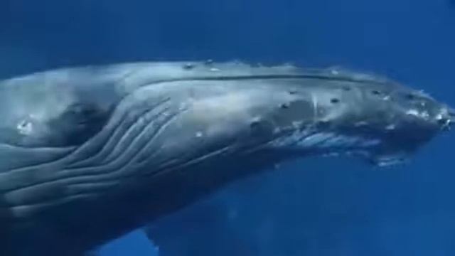 Beautiful Earth The Lonely Shepherd by Gheorghe Zamfir смотреть онлайн