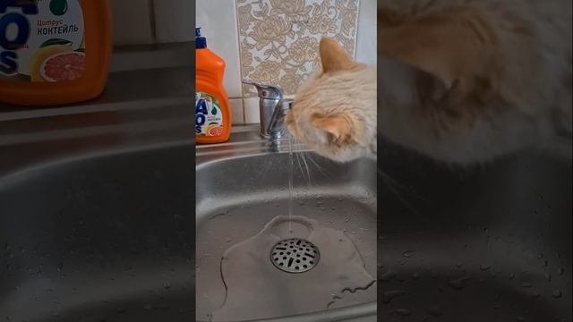 Нравится котам, пить воду из под крана)))