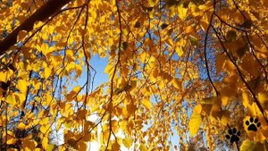 Осенний релакс. Золотые берёзы.