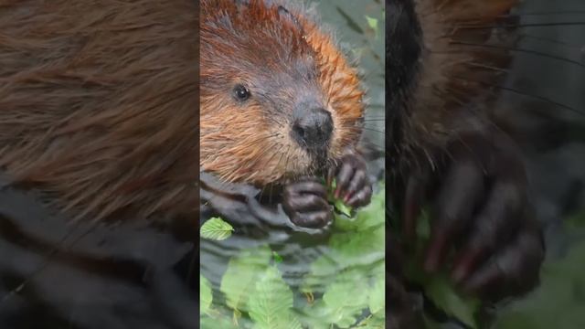 БОБРое утро от Лапландского заповедника 🐾