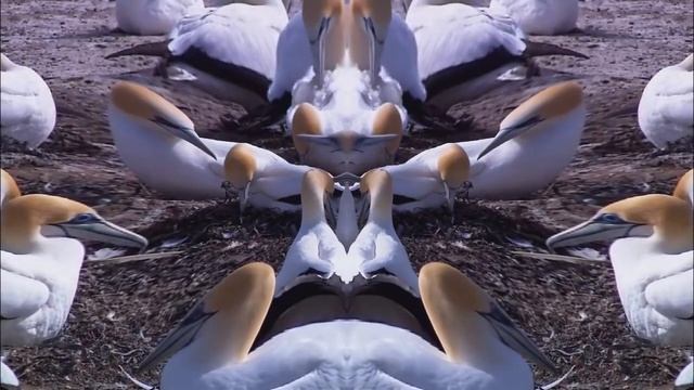 (NEW EFFECTS) Wildlife Windows 7 Sample Video In Old School BMBM смотреть онлайн