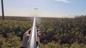 Выступление на Всероссийских состязаниях спаниелей по фазану, 2024. РОС Ар-Луна, Д1-88 баллов
