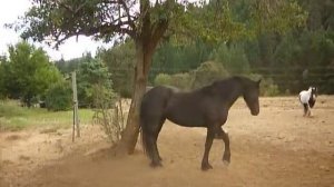 Friesian mare getting apples