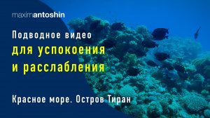 Подводное видео для успокоения и расслабления. Красное море. Остров Тиран. 2024