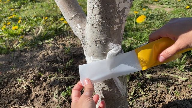 ЛОВУВШКА для Муравьев действует на 100%! смотреть онлайн