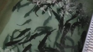 Предпродажная подготовка