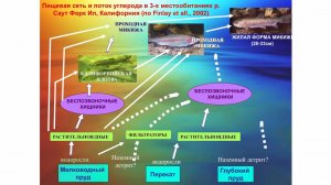 Качественные характеристики потоков веществ в пищевых сетях водных и околоводных экосистем