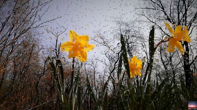 Sequoia National Park 4K - Scenic Relaxation Film with Calming Music смотреть онлайн