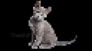 1 bit 2 bits 4 bits 8 bits 16 bits 32 bits 64 bits 128 bits (Cat girl)