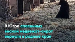 В Югре спасенных весной медвежат-сирот вернули в родные края