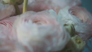 12378905_1920_1080_25fps