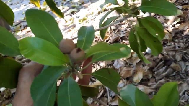5 Winter Tropical Fruit you MUST try! Starfruit, Guavas, Thumb Limes, Sapote, and Bananas!