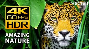 Amazing Colors of Nature in 4K HDR 60fps Tropical Animals and Relaxing Music seg1