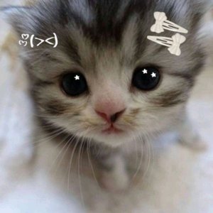 новая лапка!!!