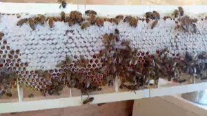 Пчёлы несут мёд