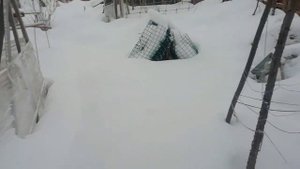 выгул  вьетнамских поросят  . нам 5 месецов