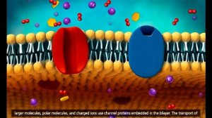Membrane transport