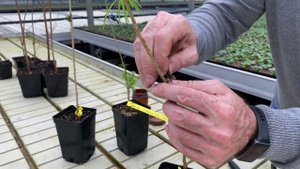 Как привить лиственницу