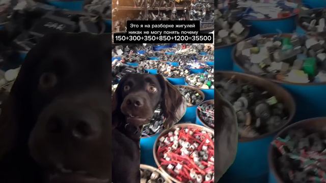 Жиза? Тогда ставь ЛУЦК! смотреть онлайн