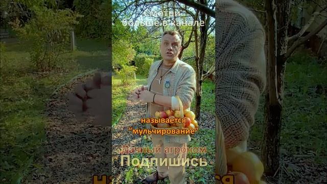 Бесплатное удобрение У ВАС ПОД НОГАМИ!