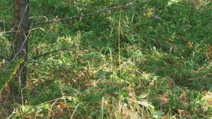 Осень на Южном Урале. Затирлянье. Верховья реки Белой.