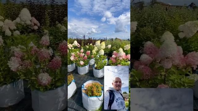Гортензия Фантом в питомнике Тургеневский #питомник #тимирязевский #лаванда #агроном #гортензия