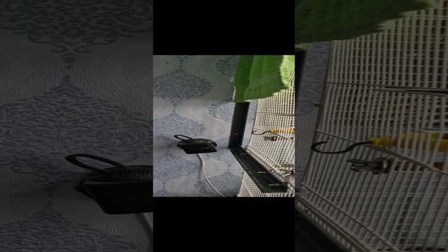 Глянцевые попугаи