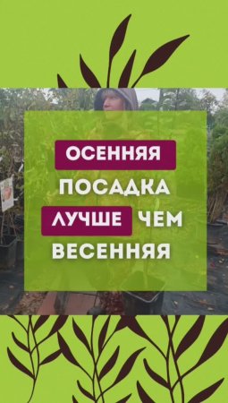 🍁ОСЕННЯЯ или ВЕСЕННЯЯ🌷 посадка саженцев