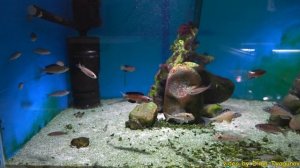 Cyprichromis microlepidotus Bulu Point