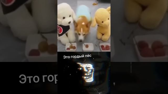 Хороший коржик #phonk #trollfacememe #trollface #memes #corgi